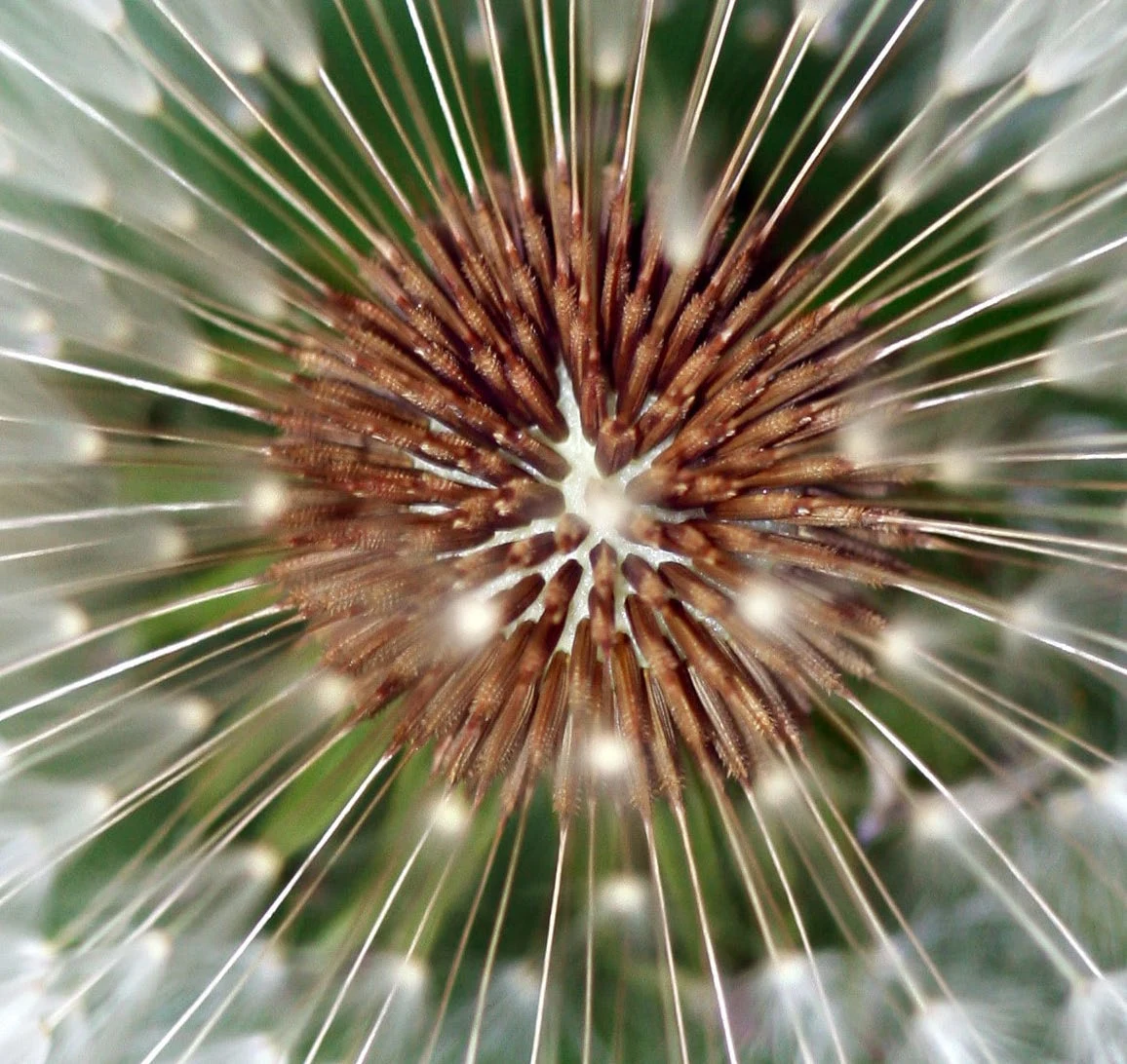 Macro radiale di un fiore nei toni verde e rosa