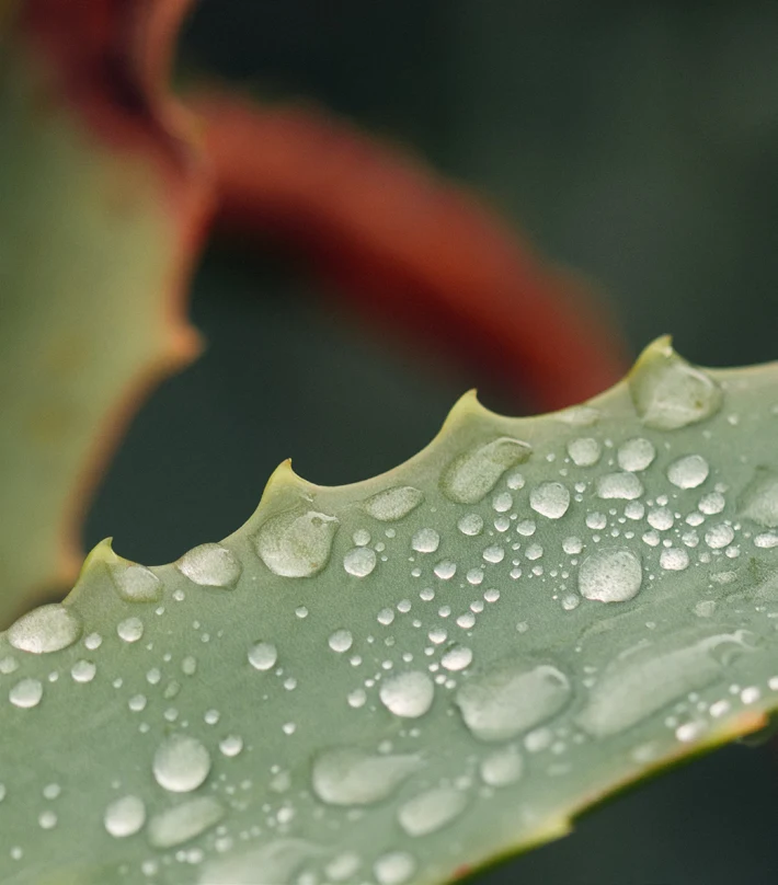 Macro di una foglia di Aloe Vera coperta di gocce d’acqua