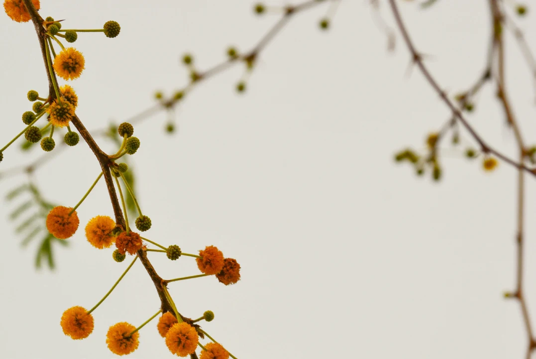 Composizione botanica verde della linea Osmè Organic