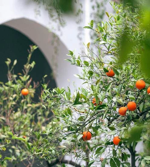 Rami di agrumi carichi di piccoli frutti arancio