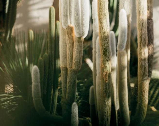 Cactus colonnari in luce naturale