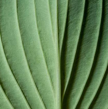 Macro delle venature di una grande foglia verde
