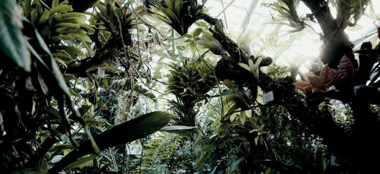 Vegetazione fitta attraversata dalla luce